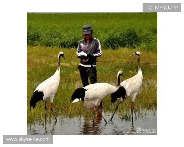 凯时人生就是搏官网：揭秘平台背后的成功秘诀与用户真实故事